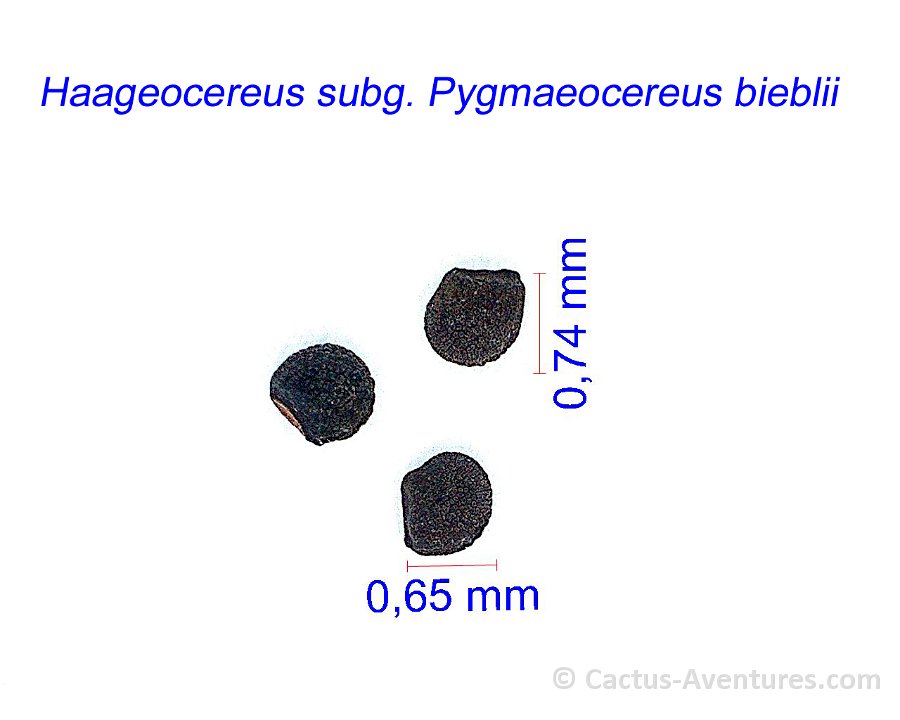 Haageocereus subg. pygmaeocereus bieblii JM